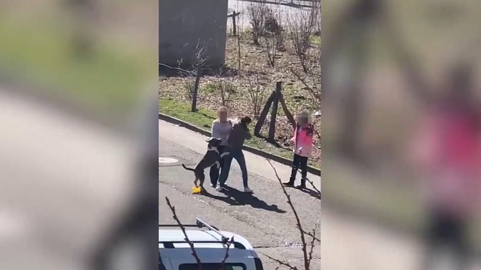 Presserat: 20 Minuten Online wegen Hundevideo gerügt