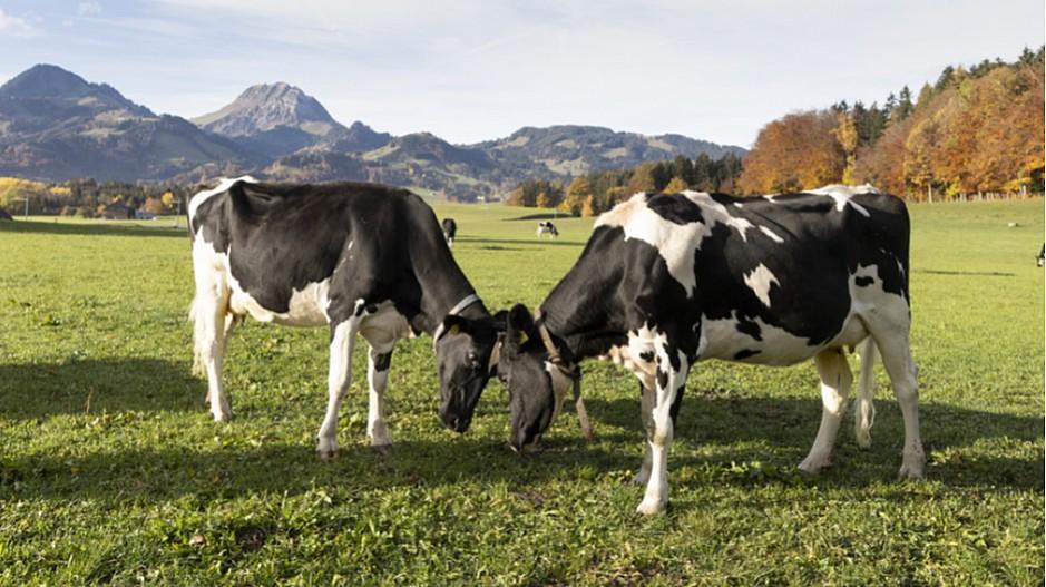 Swissmilk: Imagepflege für die Milchkuh wird kritisiert