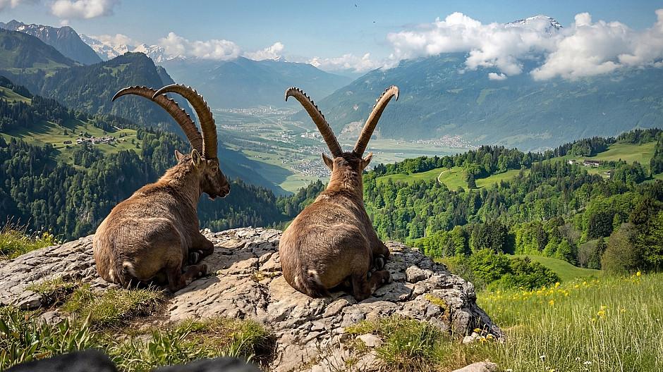 Graubünden: Vier weitere Jahre für Gian und Giachen
