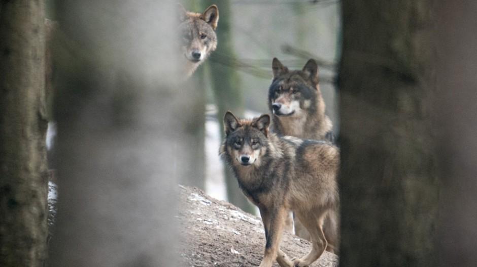 Aprilscherze: Von Wölfen, Bibern und Rettungsschafen